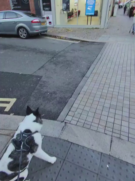 Wholesome Interaction Between Man and Dog