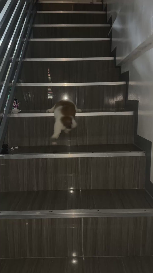 Small Puppy Attempts to Climb the Stairs