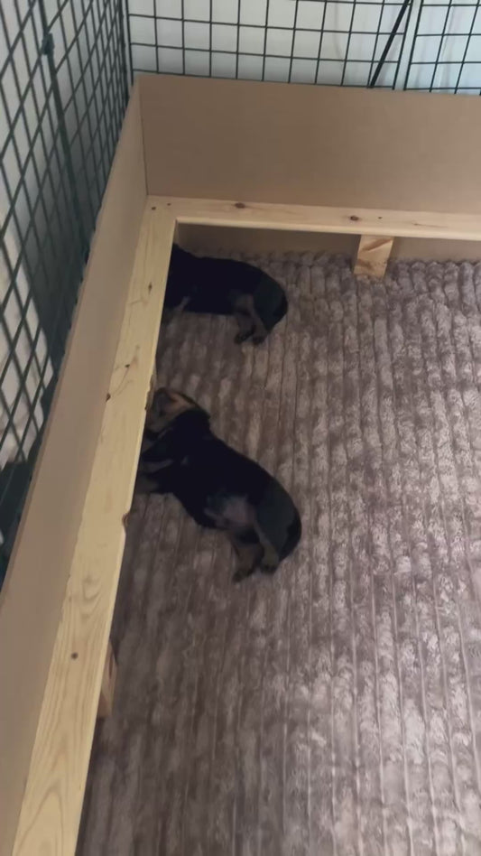 Rottweiler Puppy Growls and Barks in Her Sleep