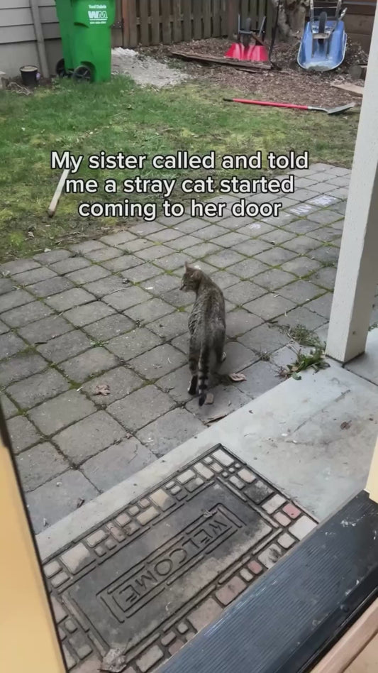 Stray Pregnant Cat Finds a Home Just in Time