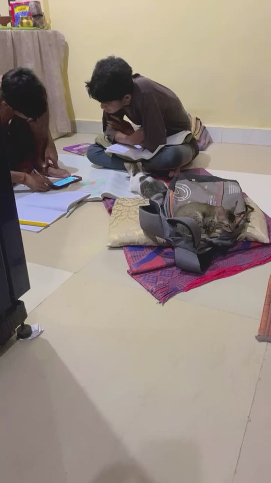 Cats Refuse to Leave Their Owners' Sides While They're Studying