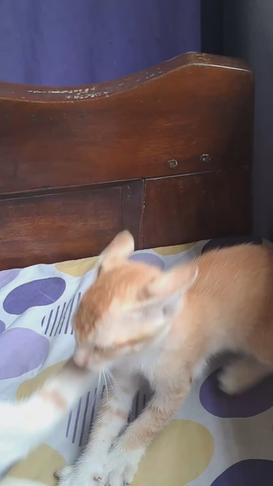 Two Orange Cats Have Intense Slap War