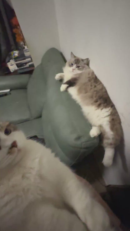 Cat Left Shocked After Getting Hissed At by Friend