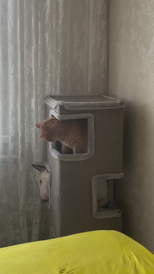 Cat's Tower Gets Invaded by Dog