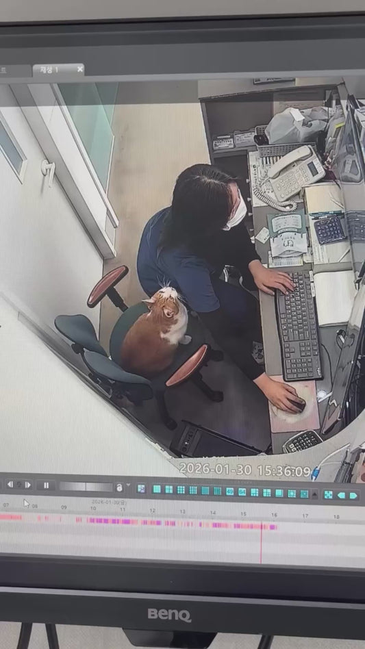 'Bring Your Cat to Work Day' Gone Wrong