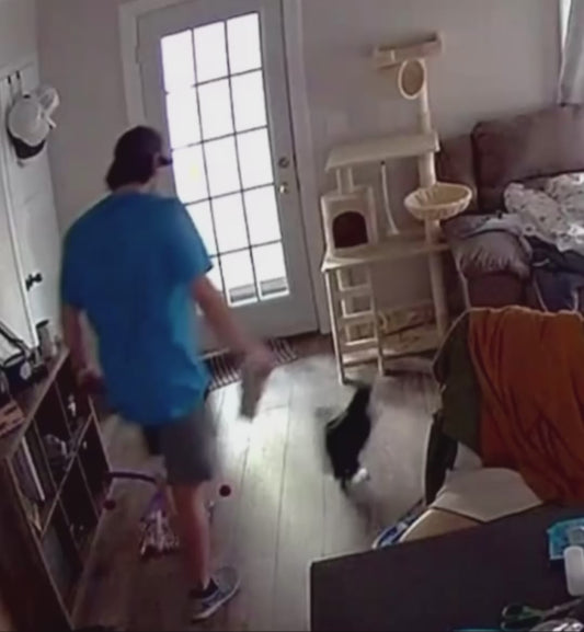 Cat Says Goodbye to Owner Every Morning with a Kiss