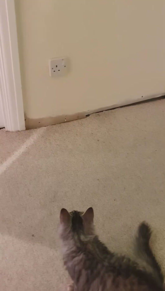 Smart Cat Finds Faulty Wiring