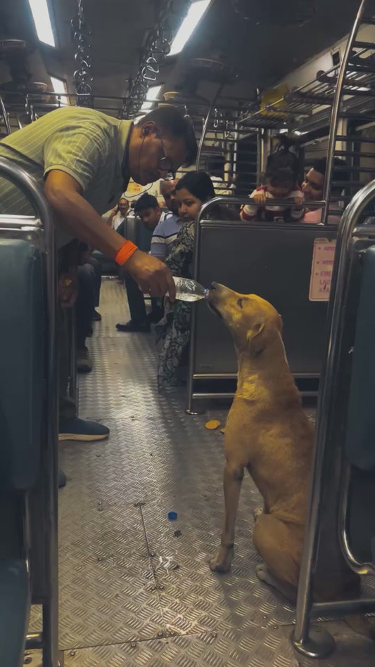 Kind Man Gives Water to Stray Dog on a Bus