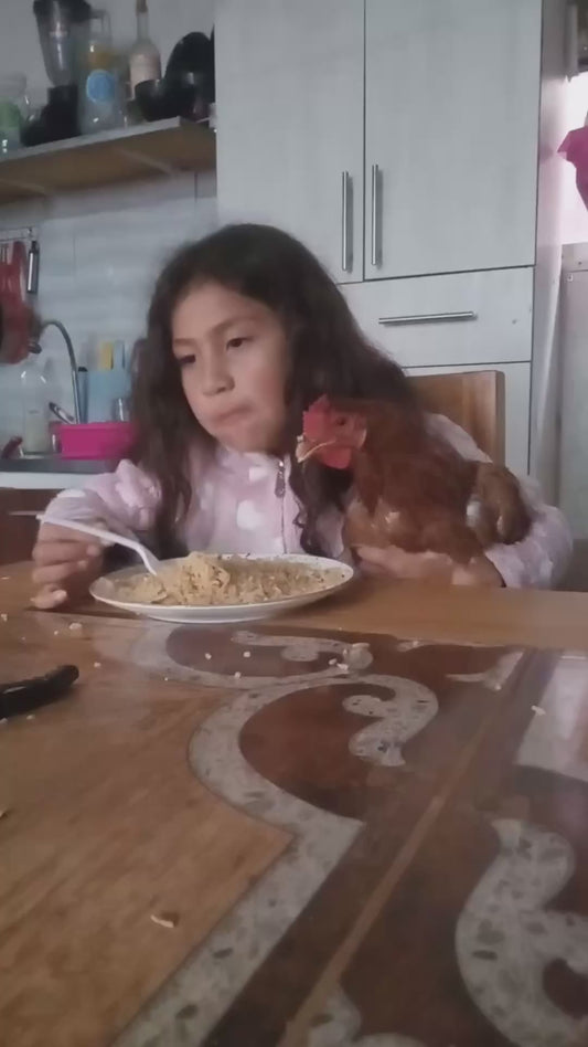 Little Girl Shares her Meal with her Chicken