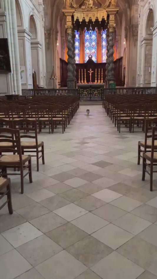 Sweet Cat Greets Visitor Inside a Cathedral