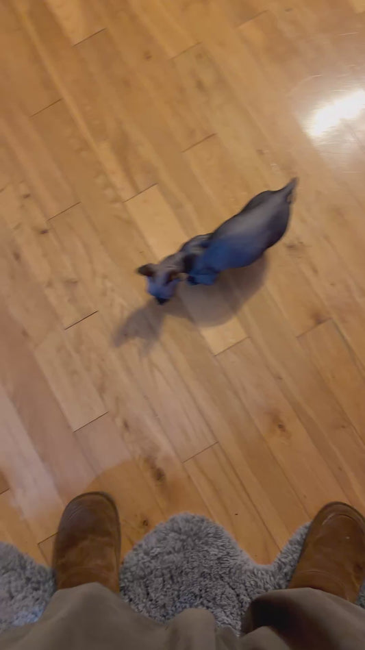 Clever Hairless Cat's Impressive Training Routine