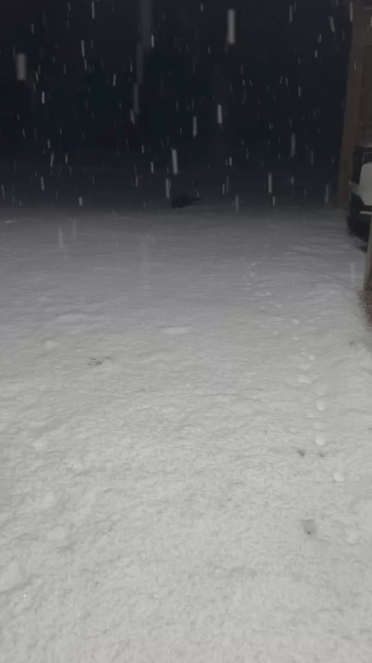 Barn Cat’s First Time Experiencing Snow