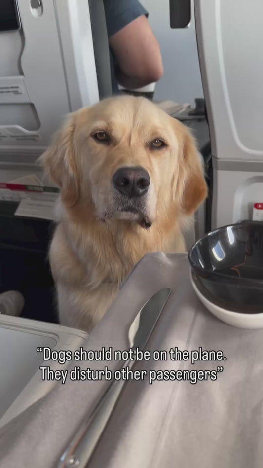 Service Dog Behaves Well on the Plane