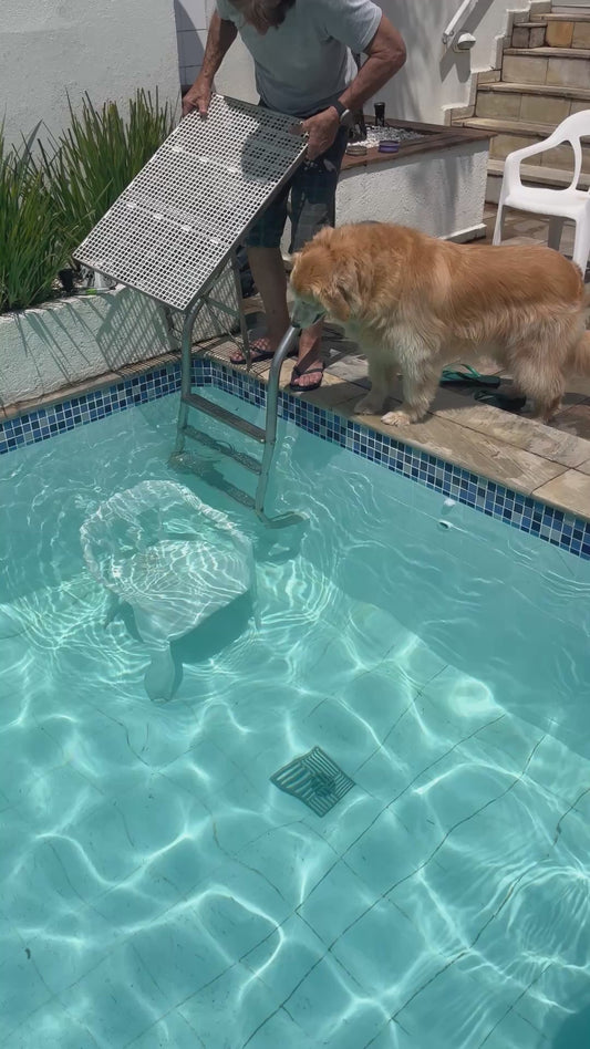 Golden Retriever Patiently Waits for His Pool Ramp Before Taking the Plunge