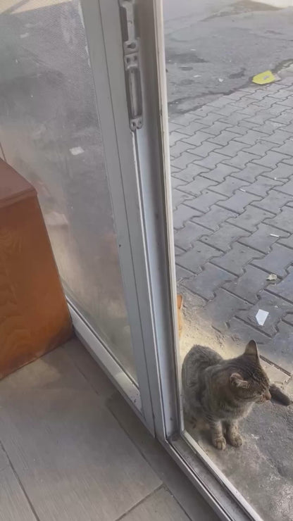 Cat Gets Jump-Scared by His Rival