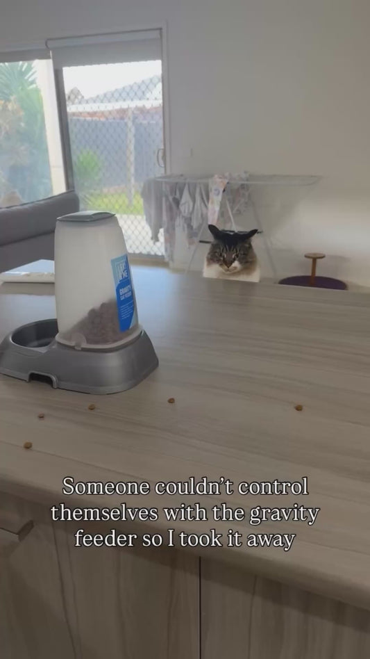 Cat's Grumpy Face After the Gravity Feeder got Confiscated