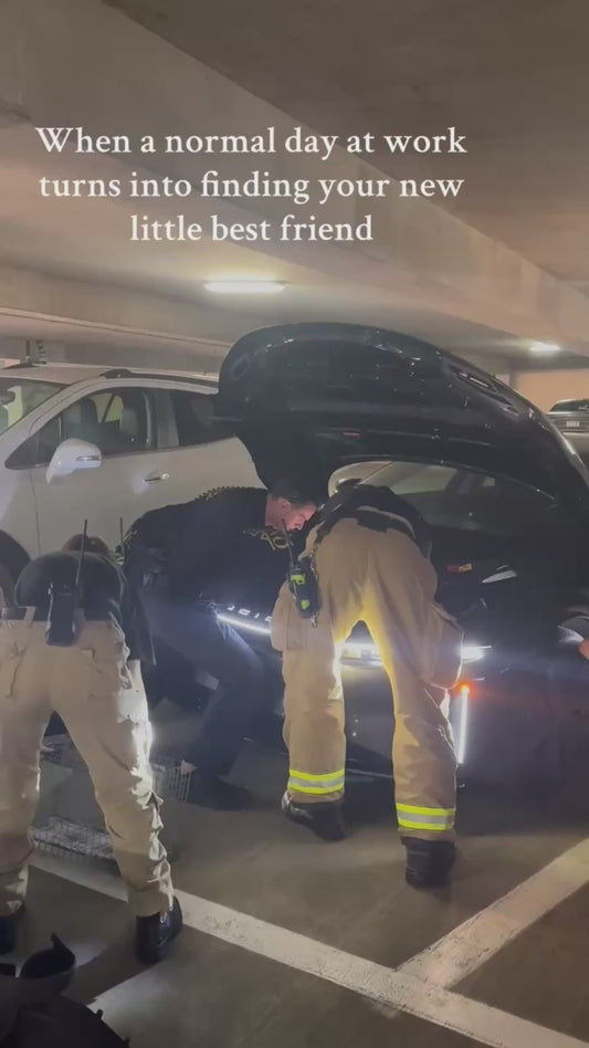 When a Normal Day at Work Turns Into Finding Your New Best Friend