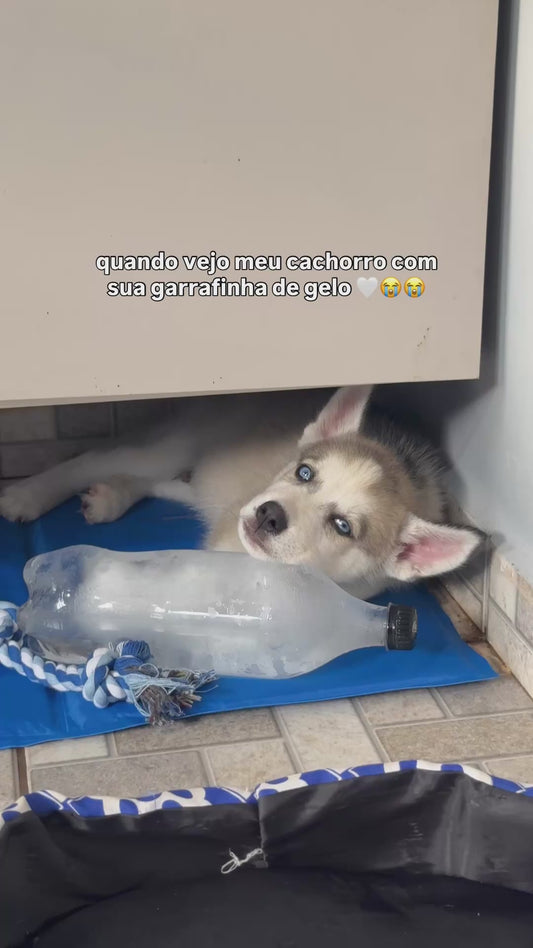 Puppy Can’t Be Separated from His Beloved Ice Bottle