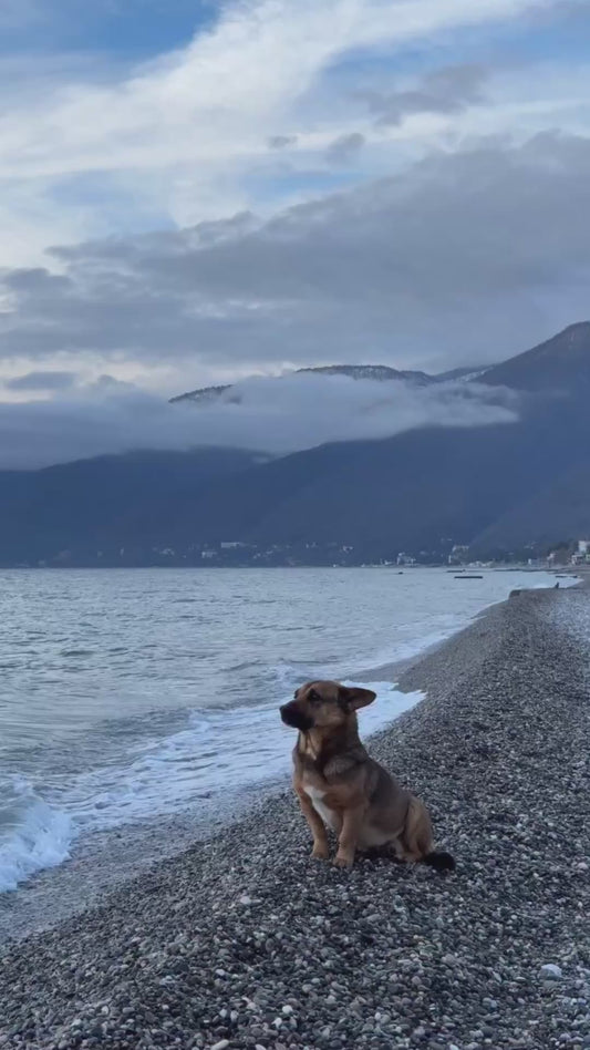 Dog Stares Out to the Sea