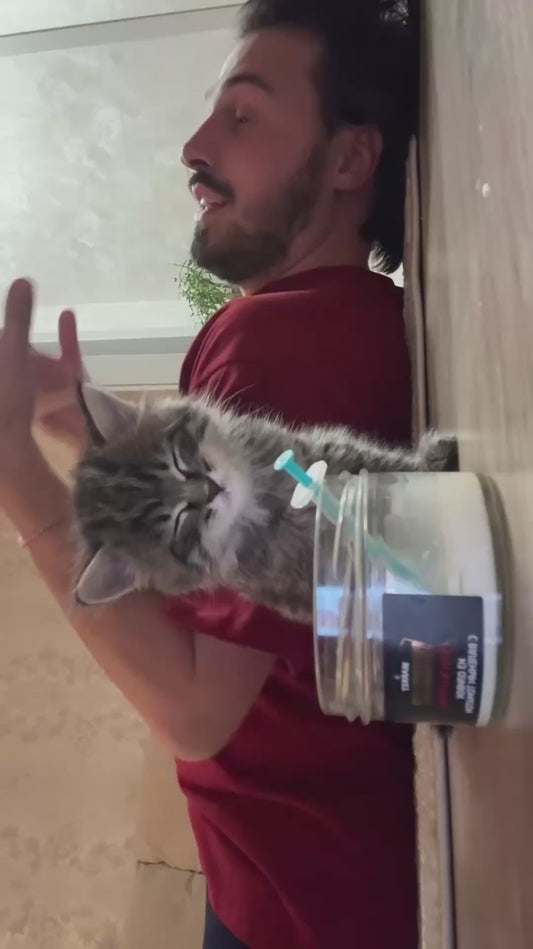 Kitten Struggles to Stay Awake While Owner is Yapping