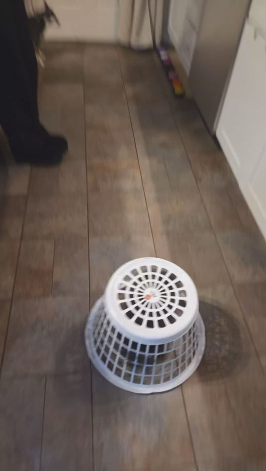 Dog Gets Stuck in Basket