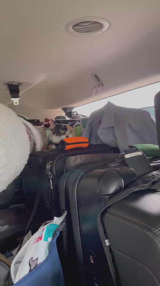 Funny Cat Vibrates in the Back of a Car