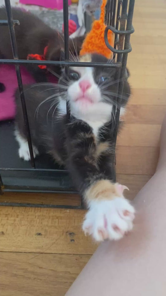 Kitten Dramatically “Trapped” in Her Cage