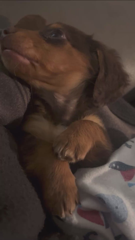 Adorable Dachshund Puppy Snuggles Up in Bed