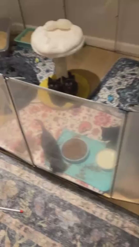 Kittens Go Crazy During Feeding Time
