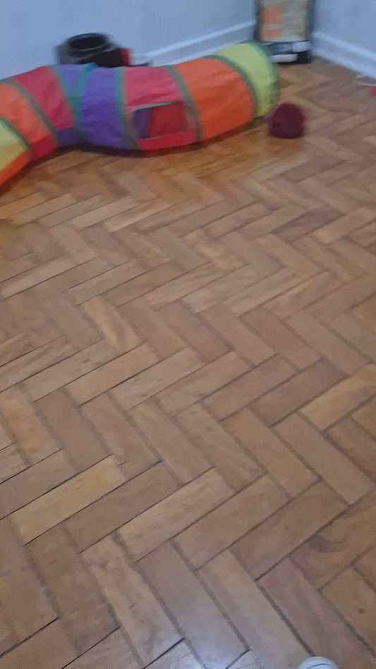 Cat Obsessively Scratches Owner's Bed