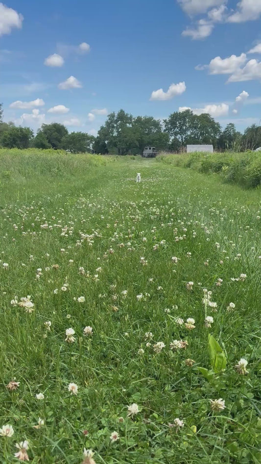 Baby Goat Runs Across Grass Field