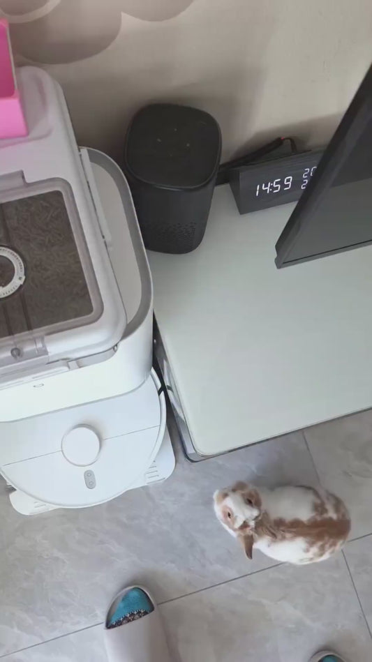 Rabbit Moves with Lightning Speed for Food