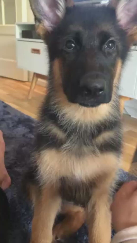 Adorable Puppy Loves Being Combed