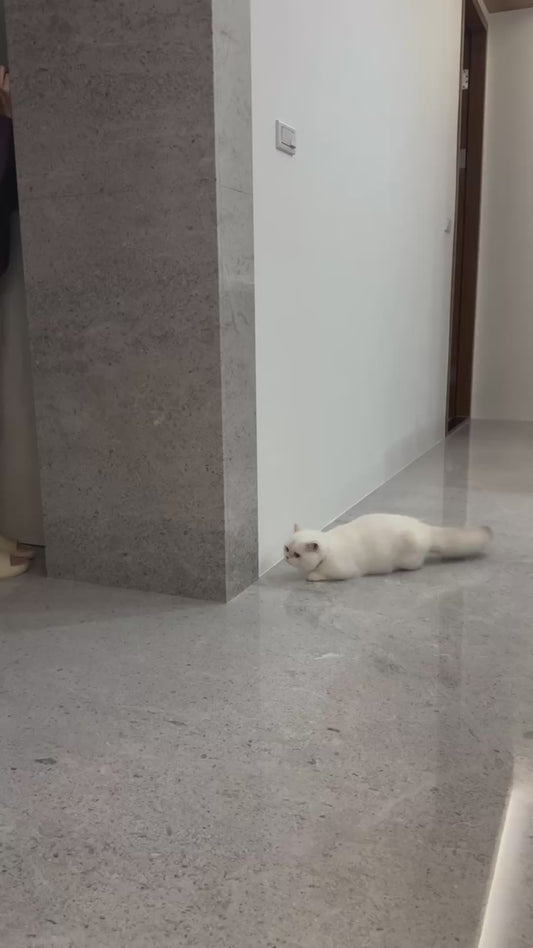 Woman Plays Hide And Seek with Her Cat