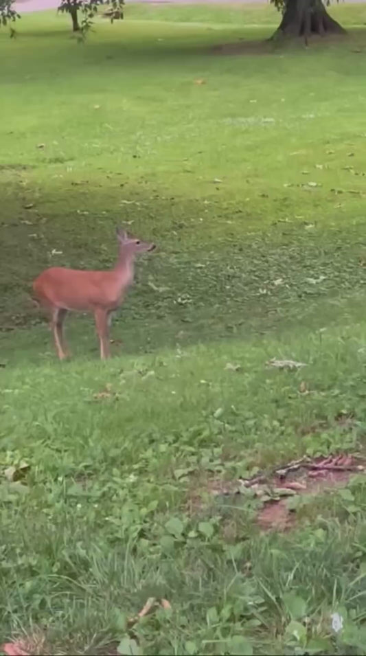 Golden Retriever Befriends a Deer