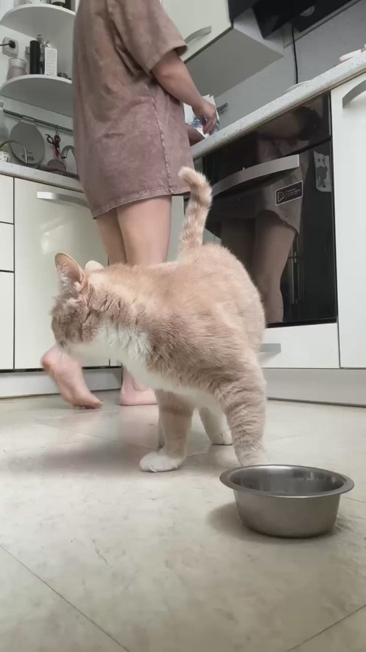 Cat Shakes Bowl to let Owner Know it's Hungry