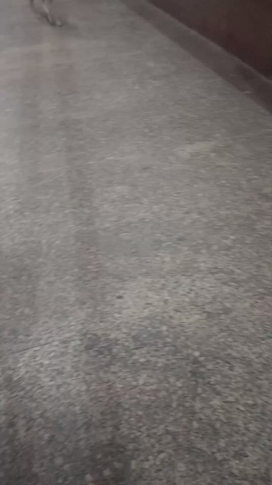 Man Checks on a Dog That Slipped, and Gains a New Best Friend