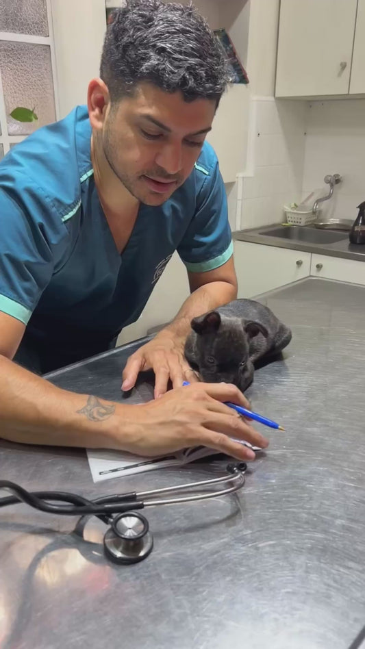 Puppy Snuggles up to Vet After an Appointment
