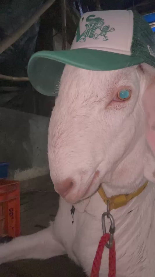 The Coolest Goat You'll Ever See
