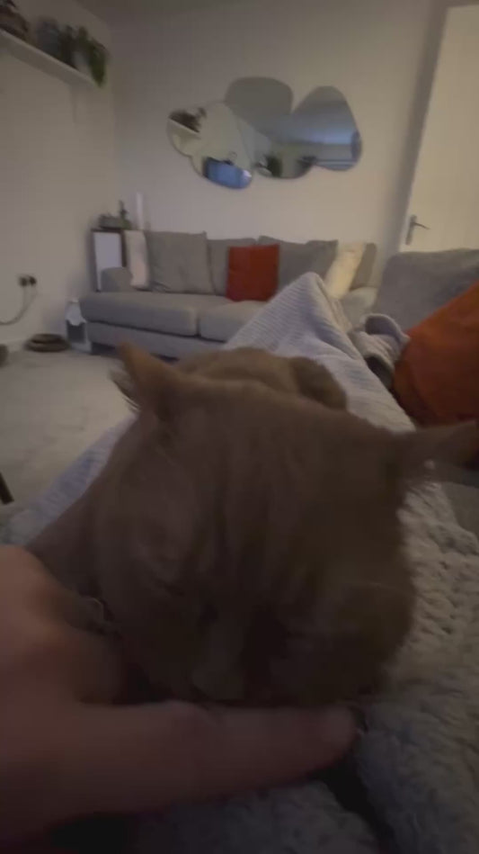 Cat Purrs Loudly While Receiving Pets and Scratches