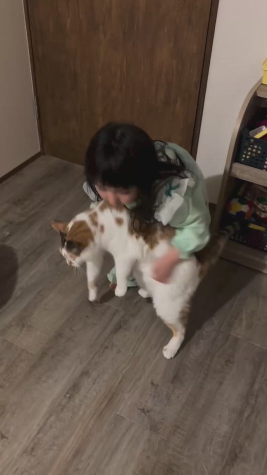 Little Girl Attempts to Pick Up Large Cat