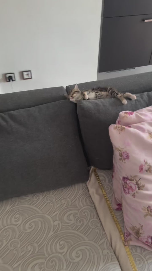 Adorable Kitten Sleeping Soundly on the Couch