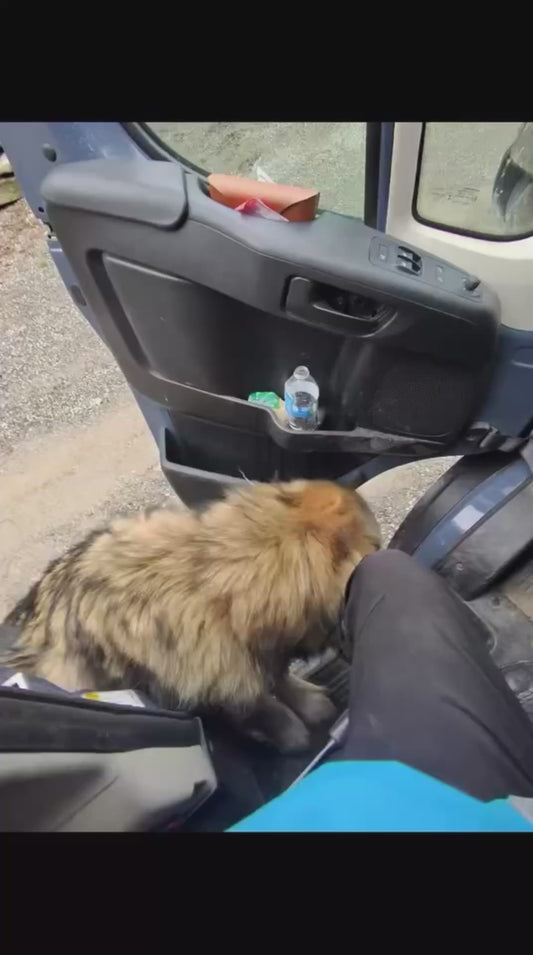 Delivery Driver has Cute Encounter with Large Dog