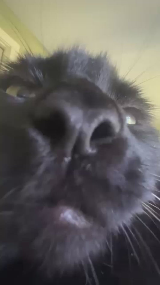 Close-Up of Cat Purring Loudly into the Camera