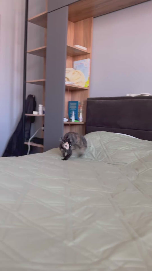 Chimera Cat with Two-Toned Face and Different Coloured Eyes