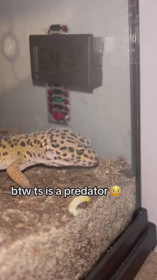 Gecko Embarrassingly Fails to Catch Insect