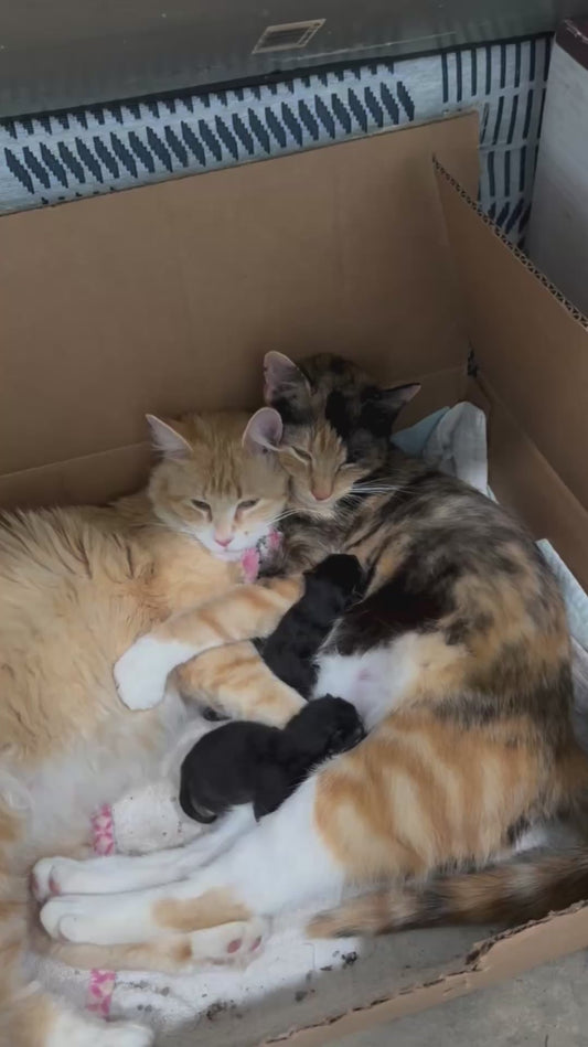 Cat Cuddles With Her Sister and Her Newborn Kittens