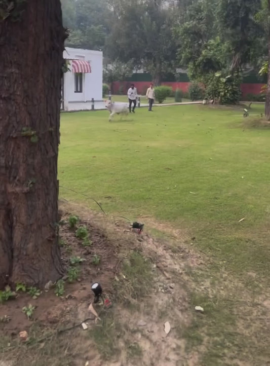 Cow Greets Her Favourite People Like a Dog