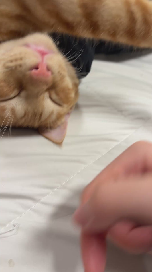Owner Inspects Cat's Teeth