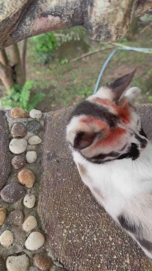 Cat With Unique Coat Receives Pets